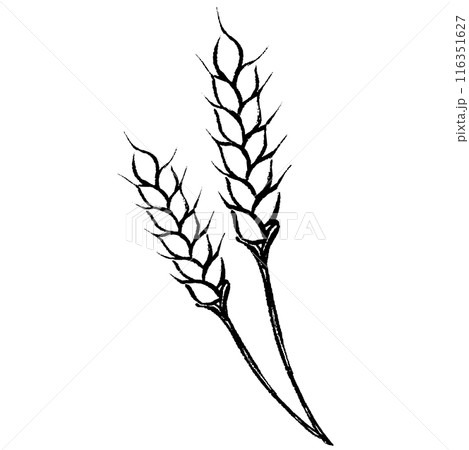 筆タッチの小麦の線画イラスト 116351627