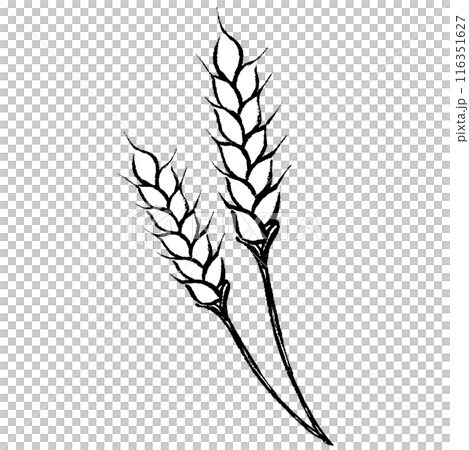 筆タッチの小麦の線画イラスト 116351627