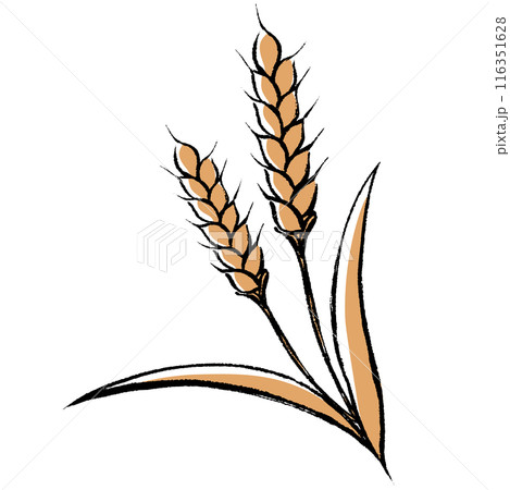 筆タッチの小麦のイラスト 116351628