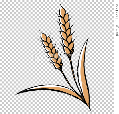 Brush-touch wheat illustration 116351628