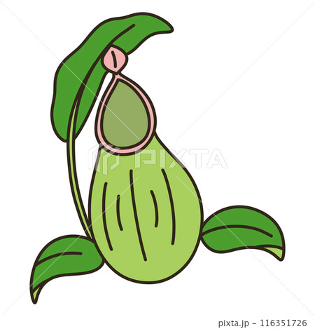 ウツボカズラ 116351726