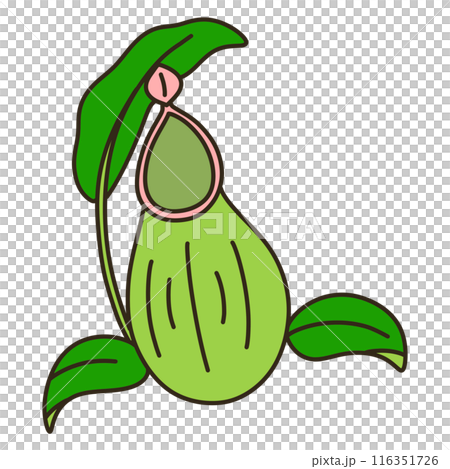 ウツボカズラ 116351726