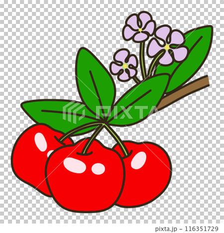 アセロラ アセロラ 116351729