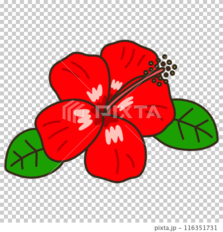 Hibiscus Hibiscus 116351731