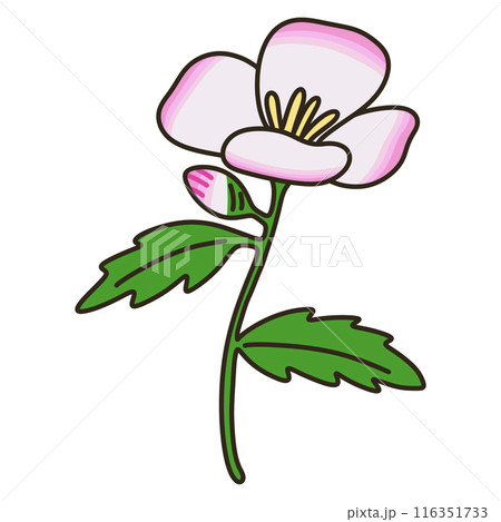 ヒルザキツキミソウ ヒルザキツキミソウ 116351733