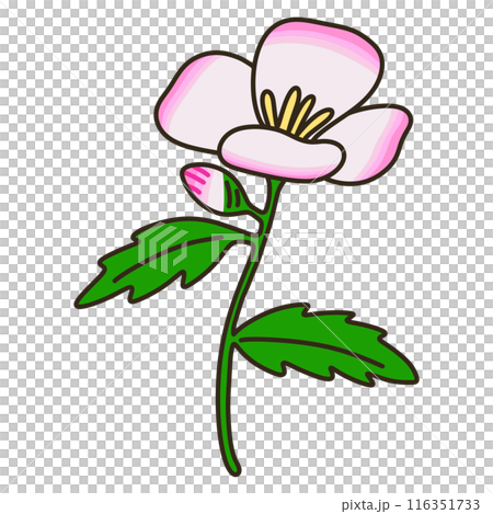 ヒルザキツキミソウ ヒルザキツキミソウ 116351733