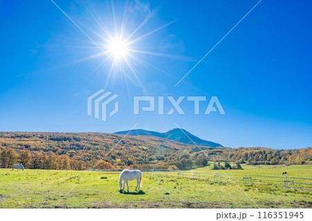 朝日の丘公園　蓼科クロスカントリーコース　信州白樺高原 116351945