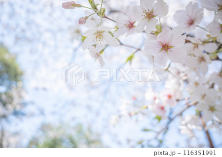 春の光を浴びる桜の花 4月の桜の木下で花見をする 遅れた開花時期 春の光を浴びる桜の花 4月の桜の木下で花見をする 遅れた開花時期 116351991