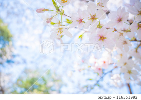 春の光を浴びる桜の花　4月の桜の木下で花見をする　遅れた開花時期 116351992