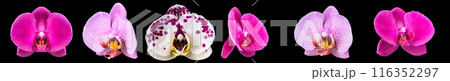 Extreme close up of pink phalaenopsis or Moth orchid from isolated on black Extreme close up of pink phalaenopsis or Moth orchid from isolated on black 116352297
