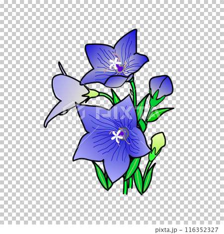 風鈴草的插圖 風鈴草的插圖 116352327