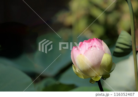 初夏の早朝を彩る清らかなハスの花たち 初夏の早朝を彩る清らかなハスの花たち 116352407