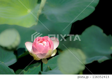 初夏の早朝を彩る清らかなハスの花たち 116352413