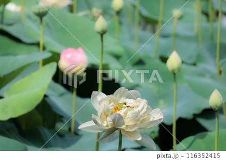 初夏の早朝を彩る清らかなハスの花たち 初夏の早朝を彩る清らかなハスの花たち 116352415