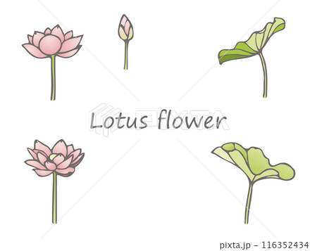 綺麗な蓮の花のイラスト素材セット 116352434