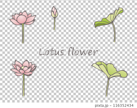 綺麗な蓮の花のイラスト素材セット 116352434