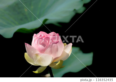 初夏の早朝を彩る清らかなハスの花たち 初夏の早朝を彩る清らかなハスの花たち 116352435