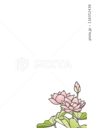 蓮の花のイラストが綺麗なポストカード 蓮の花のイラストが綺麗なポストカード 116352436