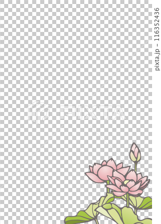蓮の花のイラストが綺麗なポストカード 蓮の花のイラストが綺麗なポストカード 116352436