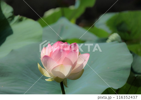 初夏の早朝を彩る清らかなハスの花たち 初夏の早朝を彩る清らかなハスの花たち 116352437