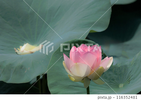 初夏の早朝を彩る清らかなハスの花たち 初夏の早朝を彩る清らかなハスの花たち 116352481