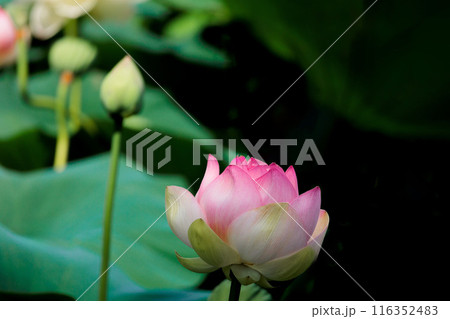 初夏の早朝を彩る清らかなハスの花たち 116352483