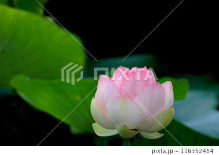 初夏の早朝を彩る清らかなハスの花たち 116352484