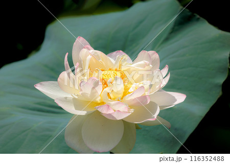 初夏の早朝を彩る清らかなハスの花たち 初夏の早朝を彩る清らかなハスの花たち 116352488
