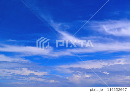 三浦半島　城ヶ島海岸の風景 116352667