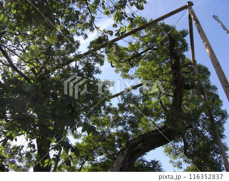 中井のエンジュ（槐） 116352837