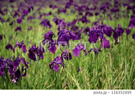 当別町の花菖蒲園 116352895