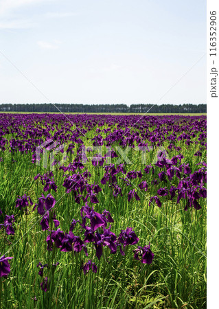 当別町の花菖蒲園 116352906