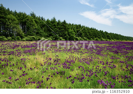 当別町の花菖蒲園 116352910