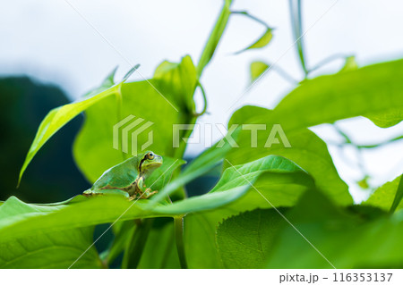 葉っぱの上で曇天を見上げるアマガエル 葉っぱの上で曇天を見上げるアマガエル 116353137