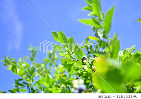 青空の下たわわに実ったブルーベリー、食べごろ 116353146