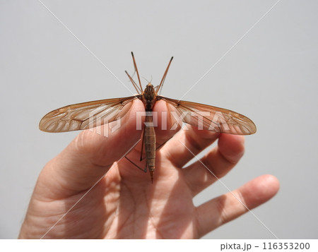 開帳8センチにもなる日本最大のガガンボ「ミカドガガンボ」（♀） 116353200