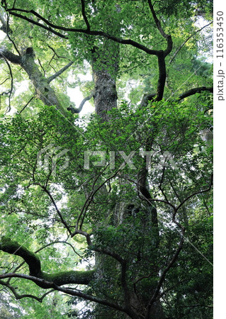 伊勢神宮外宮内宮 伊勢神宮外宮内宮 116353450