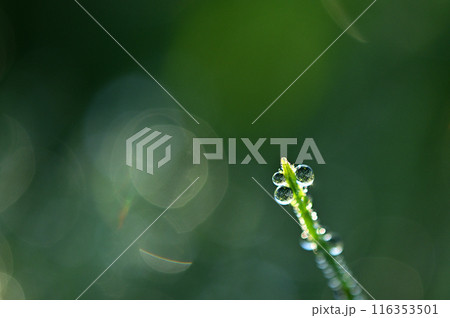 スギナについた朝露の輝き　クローズアップ 116353501
