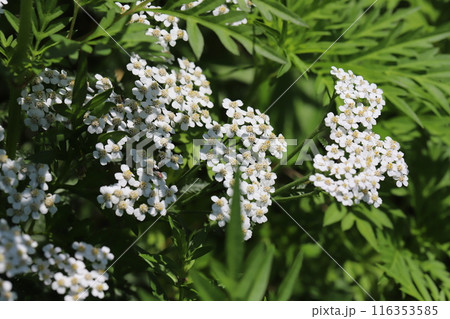 初夏の公園に咲く白いノコギリソウの花 116353585