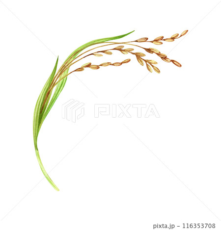 Rice harvesting watercolor illustration. Ripe agricultural plant. Asian cooking ingredient. Hand drawn element isolated on transparent background. Clip art for nutritious product packaging designs Rice harvesting watercolor illustration. Ripe agricultural plant. Asian cooking ingredient. Hand drawn element isolated on transparent background. Clip art for nutritious product packaging designs 116353708