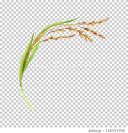 Rice harvesting watercolor illustration. Ripe agricultural plant. Asian cooking ingredient. Hand drawn element isolated on transparent background. Clip art for nutritious product packaging designs 116353708