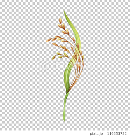 Rice harvesting watercolor illustration. Ripe agricultural plant. Asian cooking ingredient. Hand drawn element isolated on transparent background. Clip art for nutritious product packaging designs Rice harvesting watercolor illustration. Ripe agricultural plant. Asian cooking ingredient. Hand drawn element isolated on transparent background. Clip art for nutritious product packaging designs 116353722