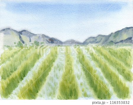 Rice paddy landscape watercolor painting. Hand drawn sketch for organic food packaging label. Copy space template for cards and grain food profucts with farm field and hills. Agricultural background 116353832