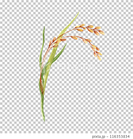 Rice harvesting watercolor illustration. Ripe agricultural plant. Asian cooking ingredient. Hand drawn element isolated on transparent background. Clip art for nutritious product packaging designs Rice harvesting watercolor illustration. Ripe agricultural plant. Asian cooking ingredient. Hand drawn element isolated on transparent background. Clip art for nutritious product packaging designs 116353834