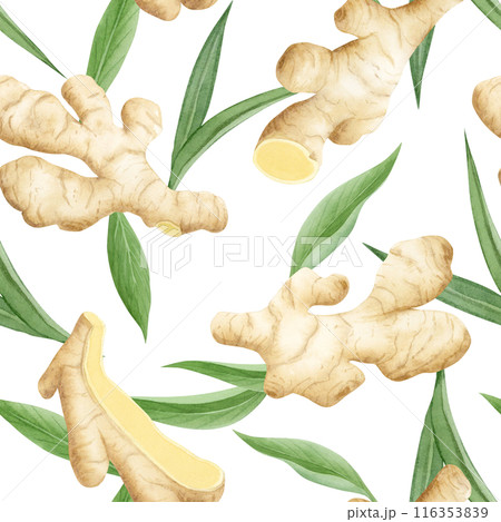 Watercolor ginger roots and leaves seamless pattern on white. Hand drawn background with horseradish vegetable for kitchen textile, organic spicy food packaging, vegan menu or herbal tea 116353839