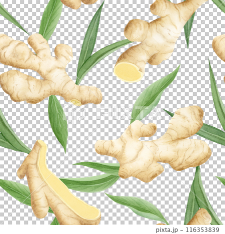 Watercolor ginger roots and leaves seamless pattern on white. Hand drawn background with horseradish vegetable for kitchen textile, organic spicy food packaging, vegan menu or herbal tea Watercolor ginger roots and leaves seamless pattern on white. Hand drawn background with horseradish vegetable for kitchen textile, organic spicy food packaging, vegan menu or herbal tea 116353839