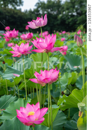 本庄総合公園の蓮池 116353967
