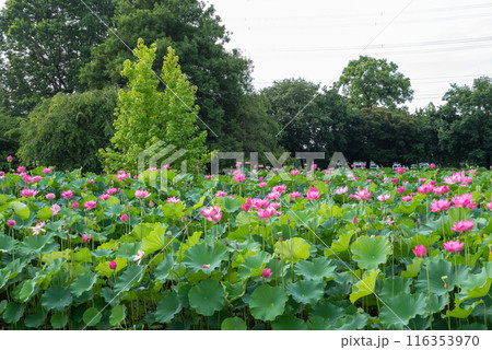 本庄総合公園の蓮池 本庄総合公園の蓮池 116353970