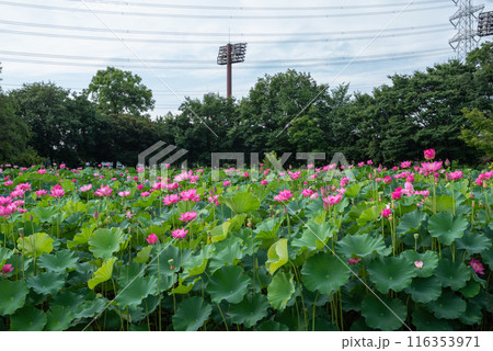 本庄総合公園の蓮池 本庄総合公園の蓮池 116353971