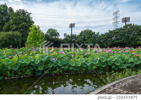 本庄総合公園の蓮池 本庄総合公園の蓮池 116353975